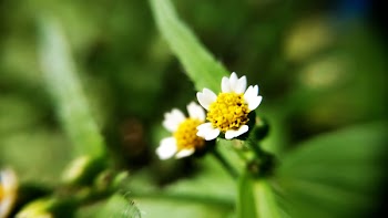 White Petaled Flower
