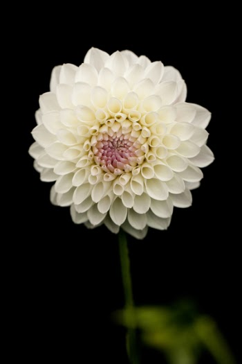 White Petaled Flower