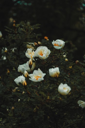 White Petaled Flower