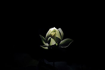White Petaled Flower