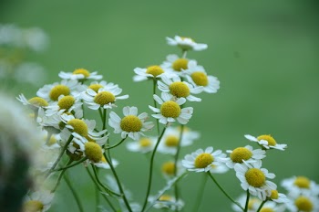 White Petaled Flower
