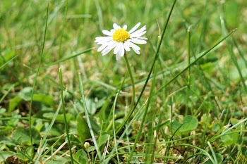 White Petaled Flower