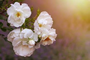 white petaled flower