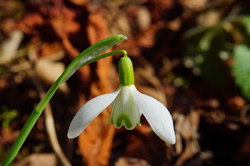 White Petaled Flower
