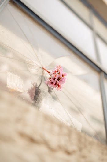 White-petaled Flower