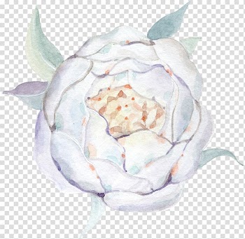 White petaled flower art, Watercolour Flowers Watercolor painting Drawing, white rose transparent background PNG clipart