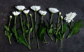 white petaled flower lined on gray surface