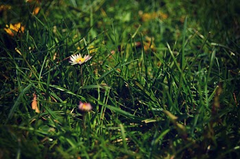 White Petaled Flower on Grass Field