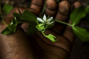 White-petaled Flower on Person's Palm