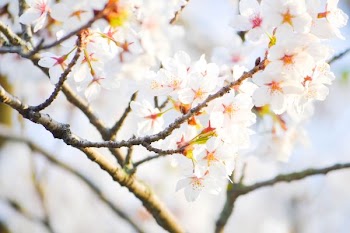 white petaled flower plant
