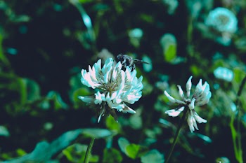 White Petaled Flower Selective Focus Photograph