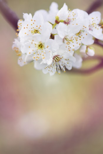 White Petaled Flower Selective Focus Photography