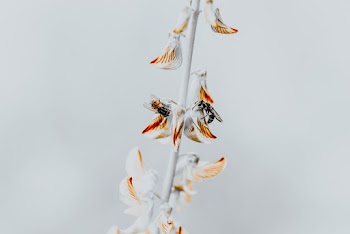 White-petaled Flower Selective Focus Photography