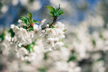 White-petaled Flowering Plant