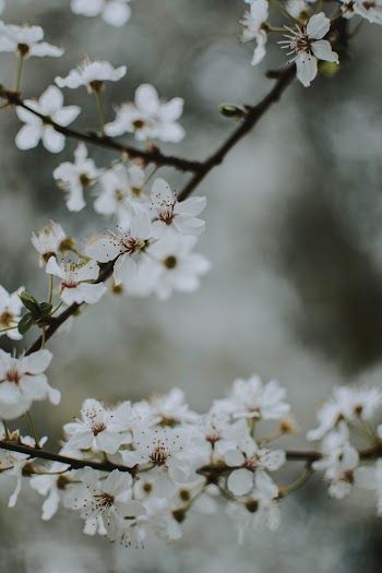 White Petaled Flowers