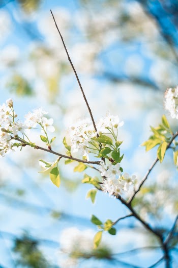 White Petaled Flowers
