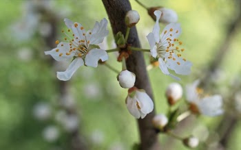 White Petaled Flowers