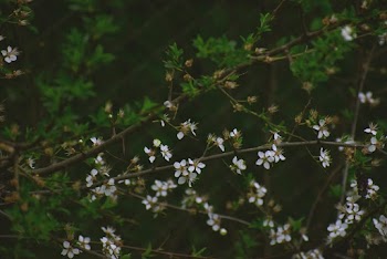 White Petaled Flowers