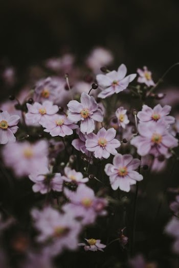 white petaled flowers
