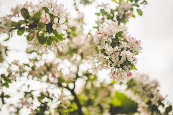 White Petaled Flowers