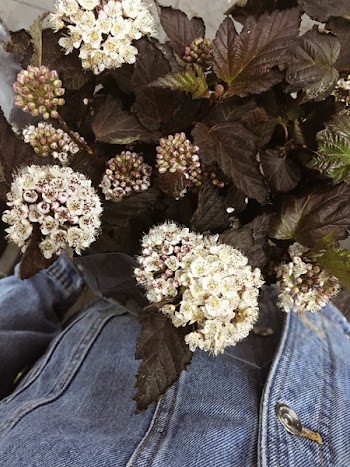 White Petaled Flowers