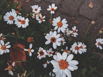 White Petaled Flowers