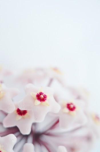 White Petaled Flowers