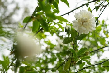 White-petaled Flowers