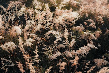 White Petaled Flowers