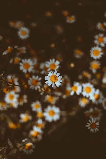 White-petaled Flowers