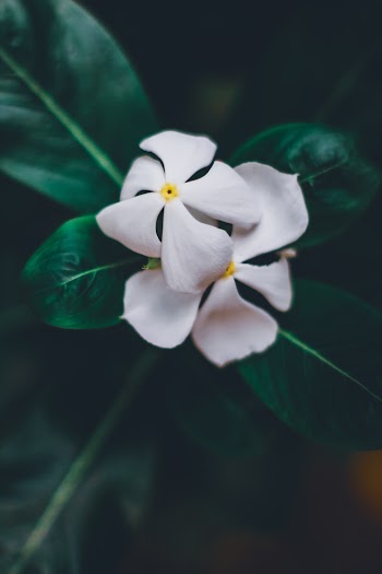 White Petaled Flowers