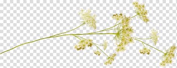White petaled flowers art, Flower Desktop Plant stem, Small flowers transparent background PNG clipart