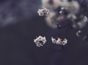white petaled flowers close-up photography