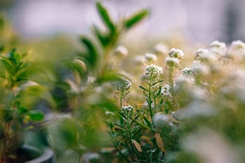 White Petaled Flowers Field