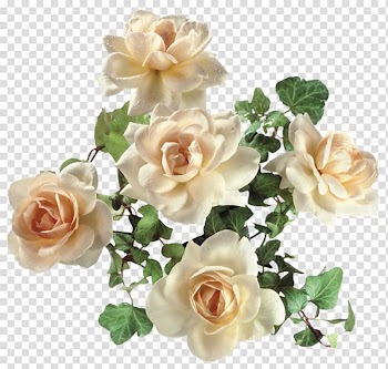 White petaled flowers, Garden roses Flower, White roses transparent background PNG clipart