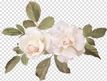 White petaled flowers illustration, Watercolor painting Wedding Cabbage rose Canvas, painting transparent background PNG clipart