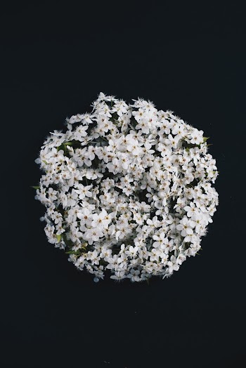 White Petaled Flowers on Black Surface