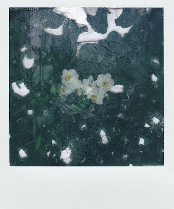 White-petaled Flowers Painting