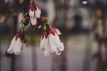 White Petaled Flowers Selective Focus Photography