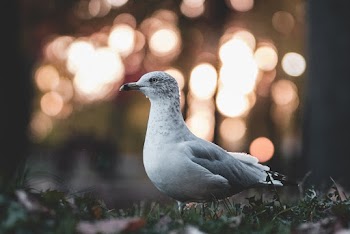 White Pigeon