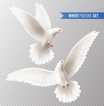 White pigeons set Free Vector