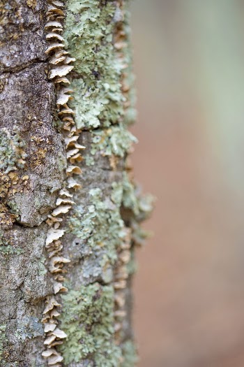 White pin tree with fungi. | Free Photo - rawpixel