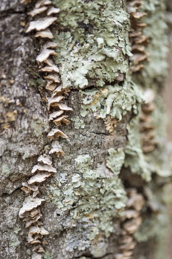 White pin tree with fungi. | Free Photo - rawpixel