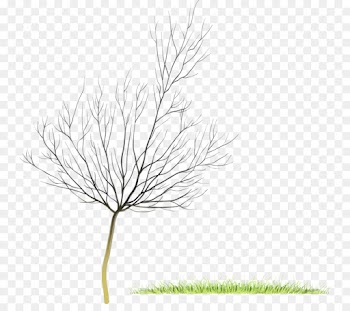 white pine grass plant leaf grass family