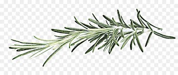 white pine jack pine shortleaf black spruce oregon pine tree