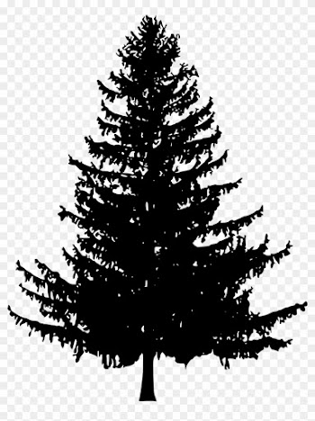 White Pine Tree Drawing At Getdrawings - Pine Tree Silhouette Png
