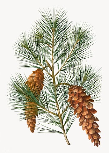 White pine tree | Free stock vector - 568998