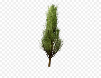 white pine tree plant lodgepole pine red juniper