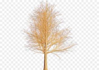 white pine tree red pine branch plant