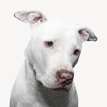 White pitbull collage element, isolated | Free Photo - rawpixel